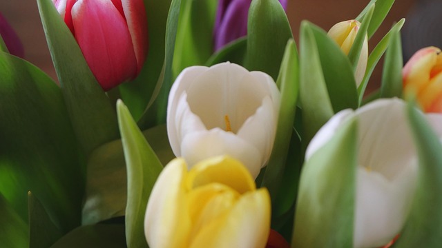 Blume, Tulpen, Frühling, Blüte, Natur