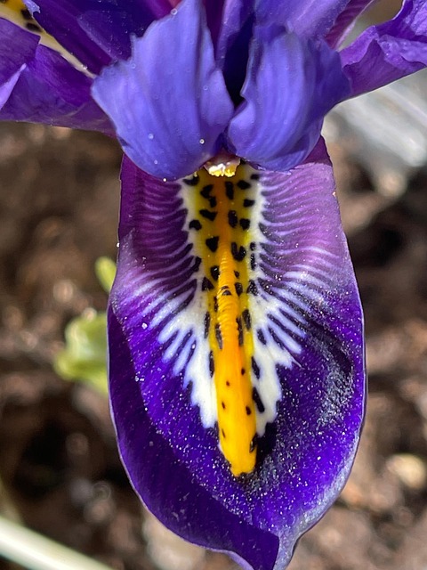 Free Iris Flower photo and picture