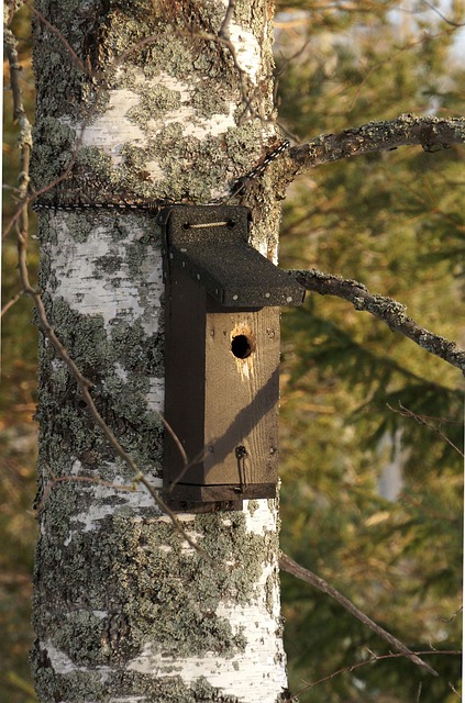 Free Bird House Nest Box photo and picture
