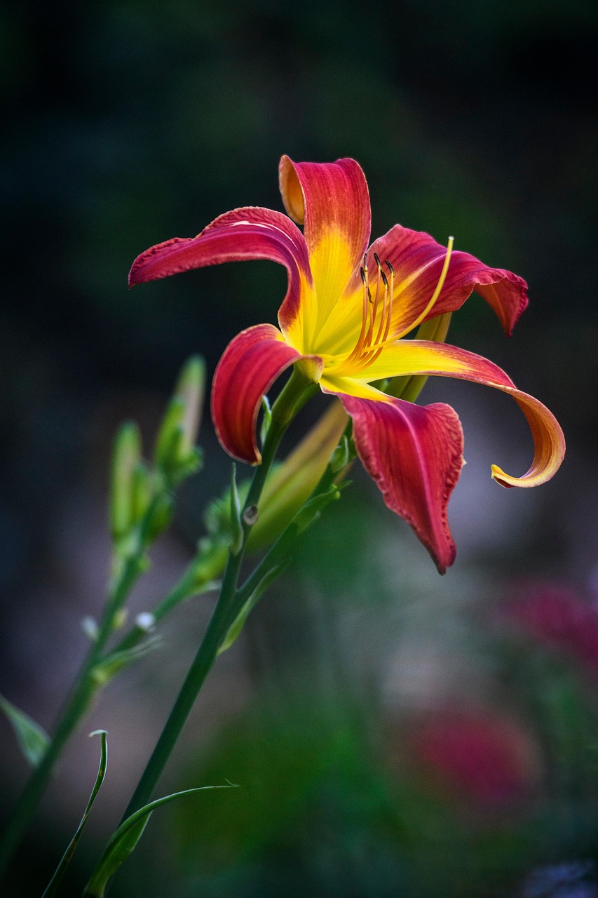 Lily Flower Petals Free photo on Pixabay Pixabay