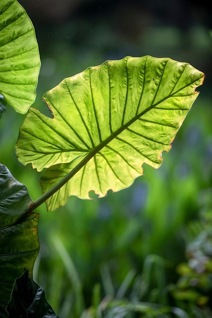 Natur, Planter, Blade, Tæt På