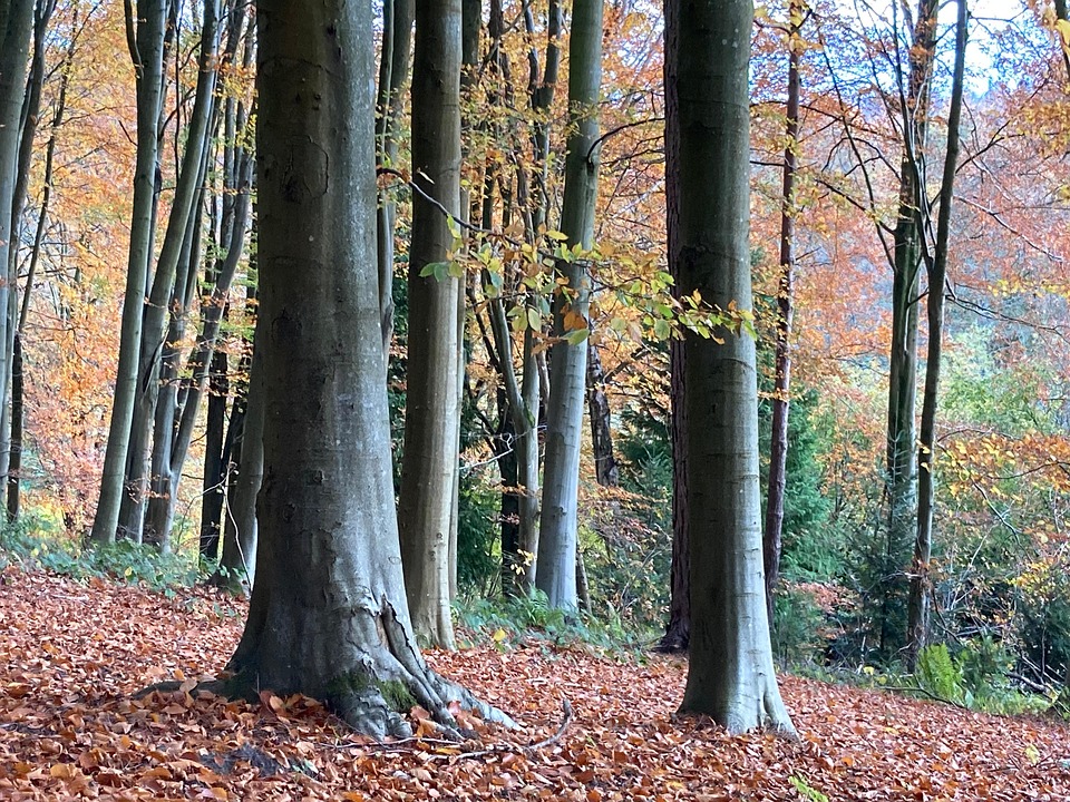 Beech Tree Example Beech Tree Woodland Early - Free photo on Pixabay - Pixabay