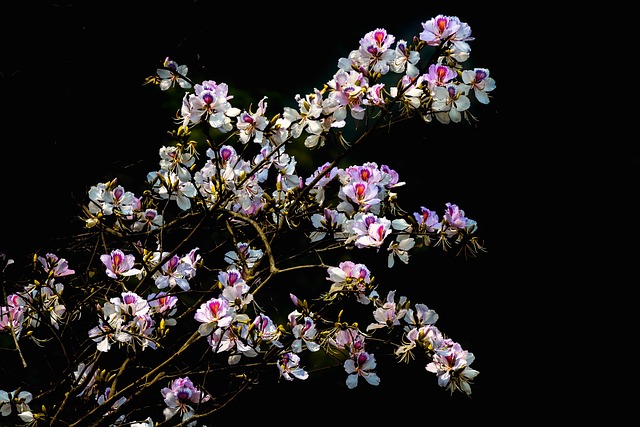 Blomster, Forår, Blomstre, Blomst