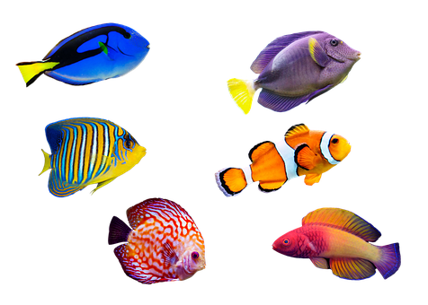 魚類 魚に関する100以上の無料イラスト Pixabay 魚類 魚に関する100以上の無料イラスト Pixabay
