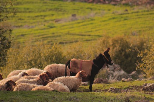 Free Donkey Sheep photo and picture