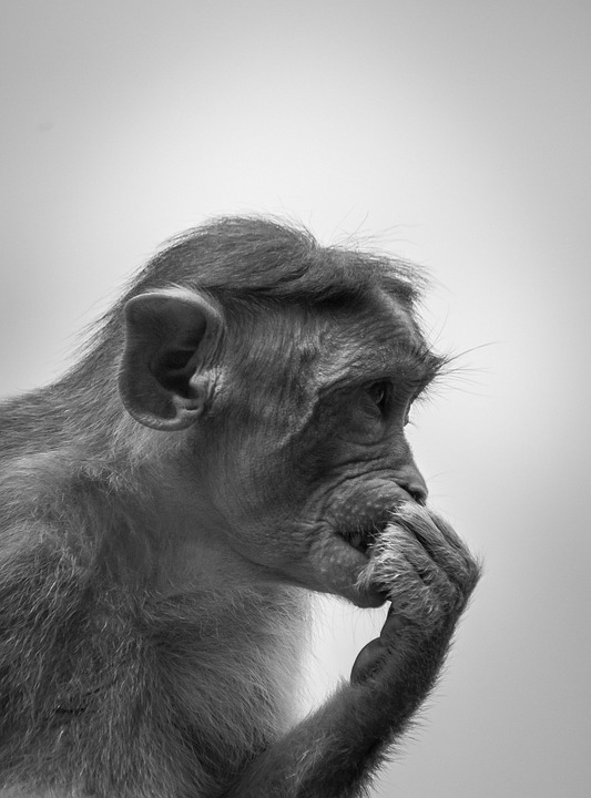 Monkey Animal Primate Free photo on Pixabay Pixabay