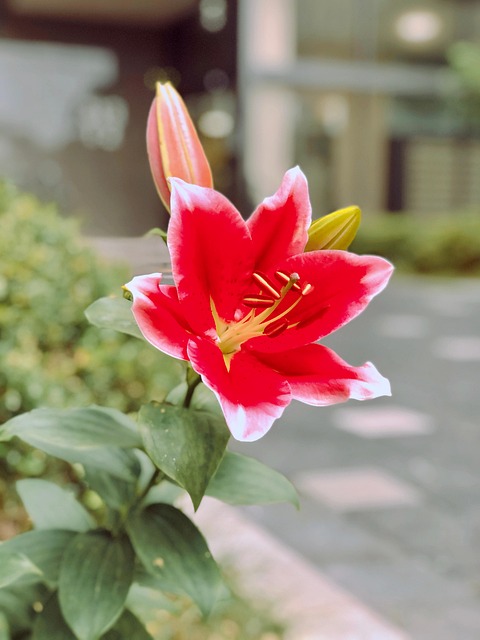 Free Flower Beautiful Flowers photo and picture