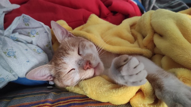 Katze Schlafen Traum - Kostenloses Foto auf Pixabay - Pixabay