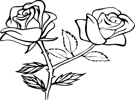 Rose, Blomst, Kronblade, Blomstre