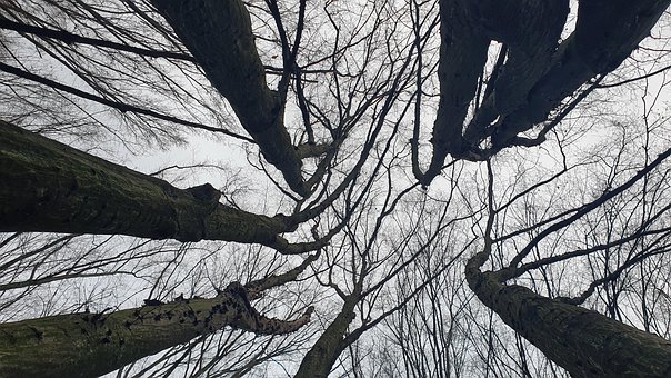 Baum, Bäume, Himmel, Filialen