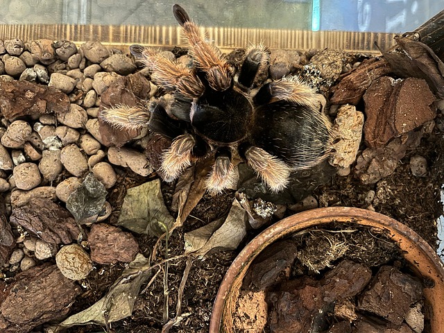 Free Tarantula Spider photo and picture