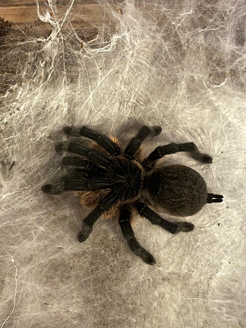 Free Tarantula Spider photo and picture