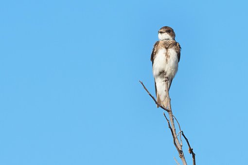 Nisip Martin, Pasăre, Animal