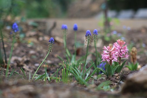 Free Spring Flowers photo and picture