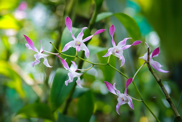 花 树 兰花 - Pixabay上的免费照片 - Pixabay