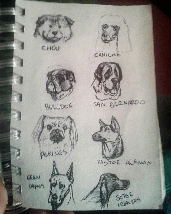 Dogs Dog Drawing - Free photo on Pixabay