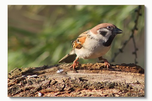 Spatz, Vogel, Natur, Tiere, Feder