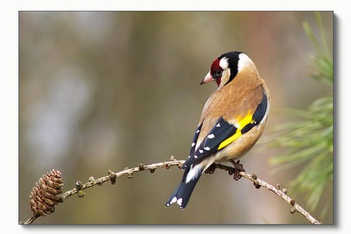 Stieglitz, Vogel, Natur, Zweig, Feder