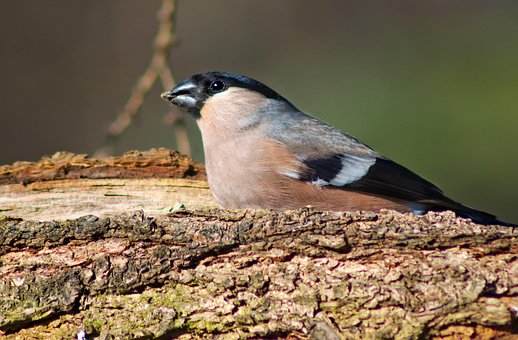 Vogel, Gimpel, Vogelkunde, Spezies