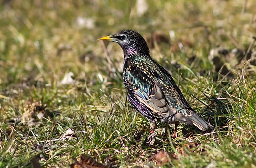 Vogel, Star, Vogelkunde, Spezies, Fauna