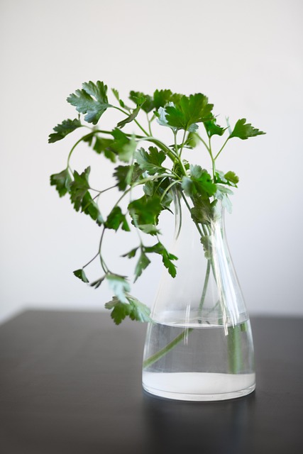 Free Herb Parsley photo and picture