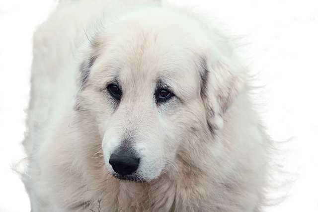 Free dog great pyrenees pyrenean mountain dog illustration