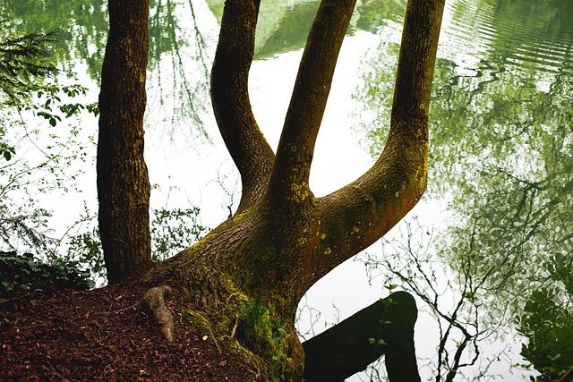 Free Riverbank Tree photo and picture