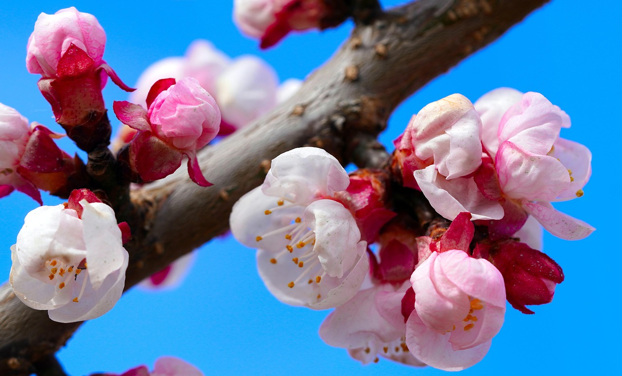 杏仁花 花朵 树 - Pixabay上的免费照片 - Pixabay