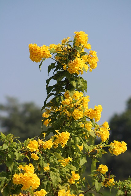 Blumen, Natur, Gelb, Blüte, Frühling