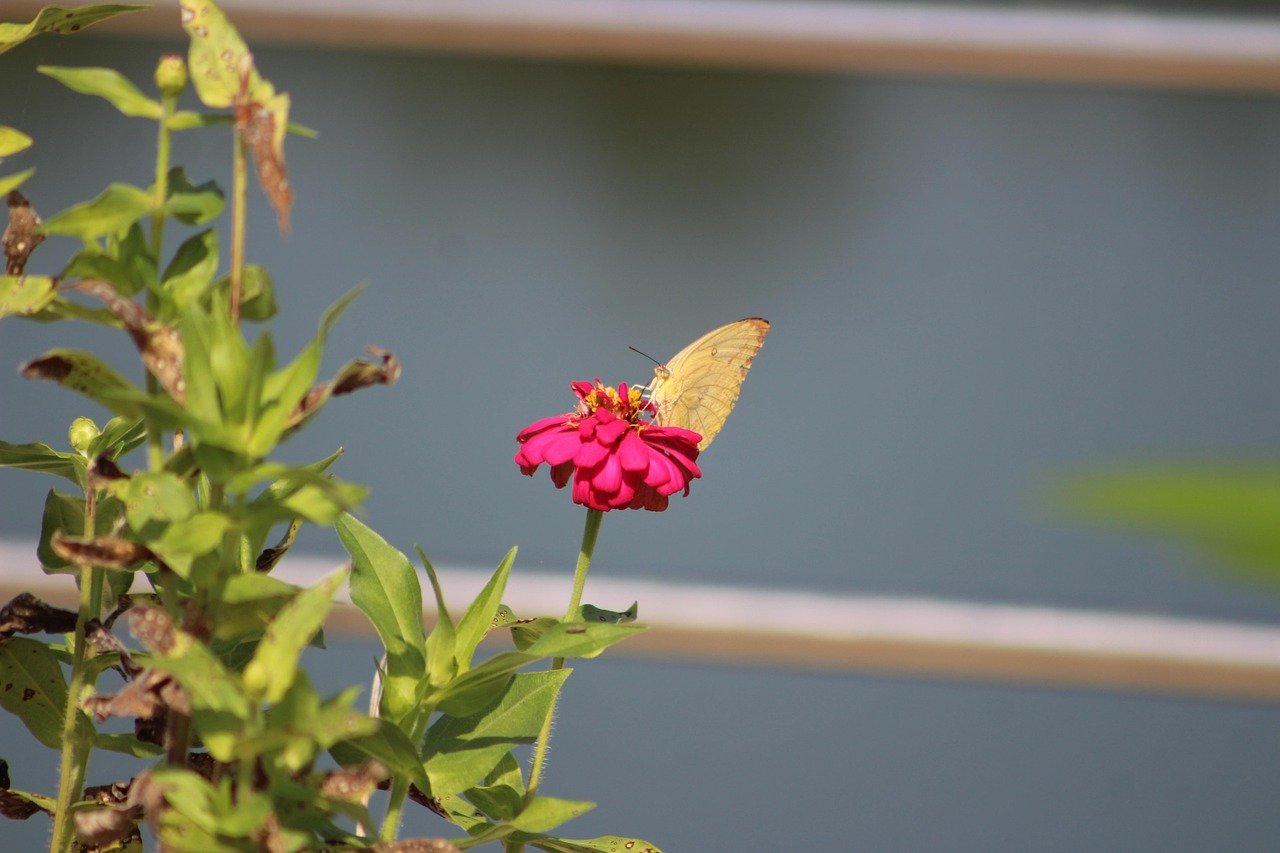 Schmetterling, Insekt, Blume, Zinnie