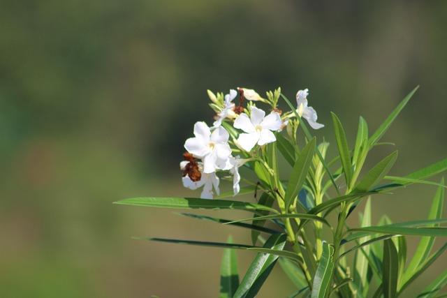 Blume, Natur, Wald, Landschaft, Berg
