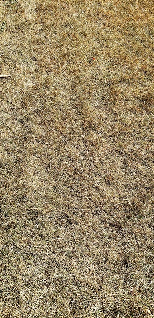 Free Texture Background photo and picture