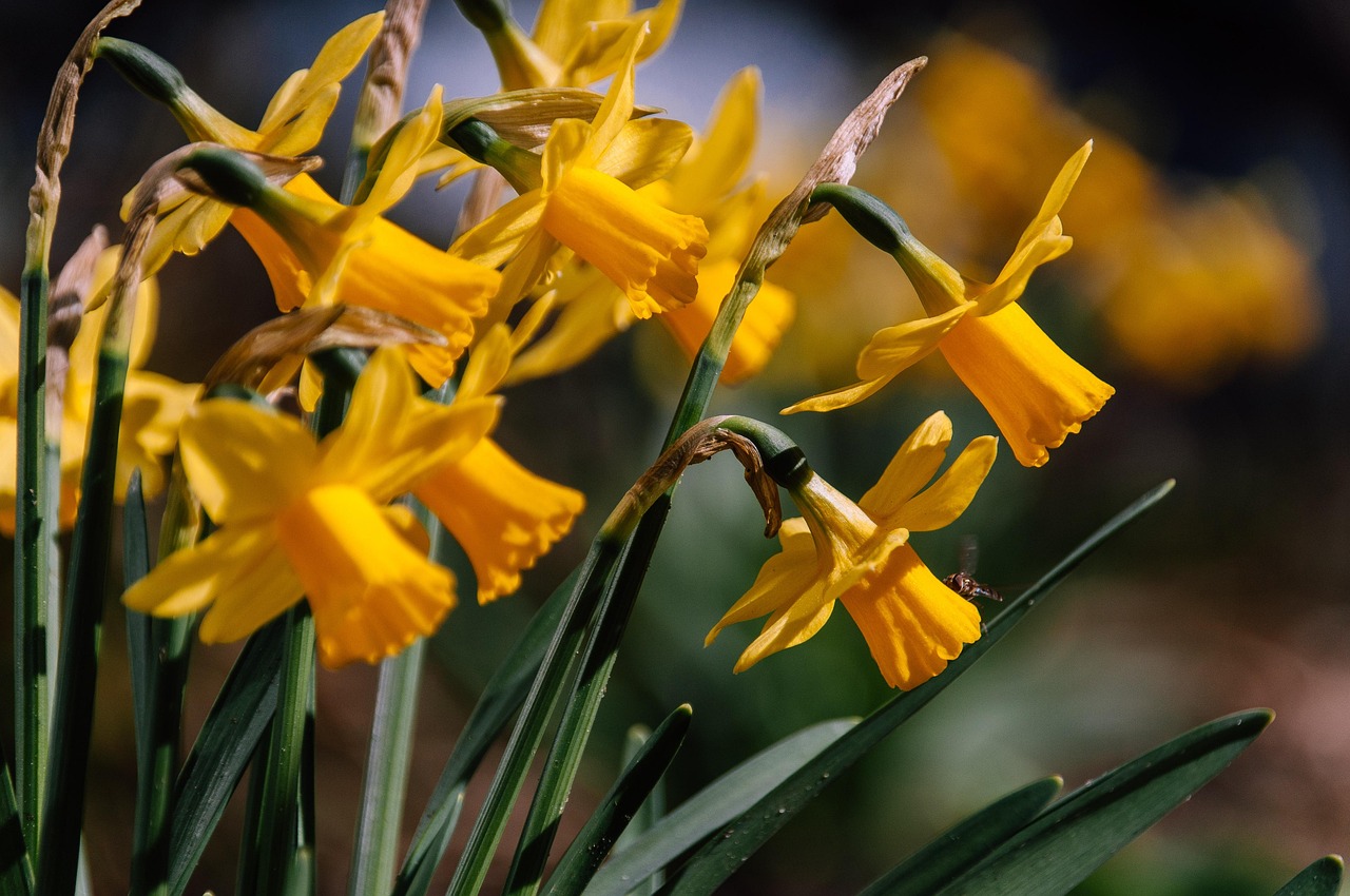 Daffodils Flowers Plant Yellow Free photo on Pixabay Pixabay