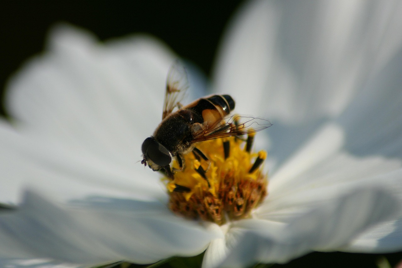 Flower Bee Pollination - Free photo on Pixabay - Pixabay