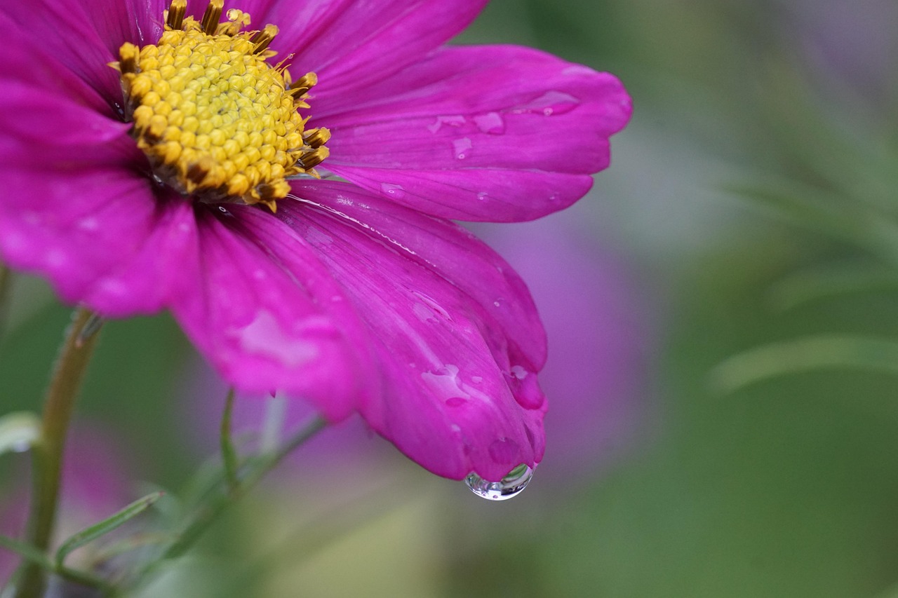 Flower Bloom Botany Free photo on Pixabay Pixabay