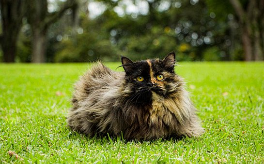 Free Persian Cat photo and picture