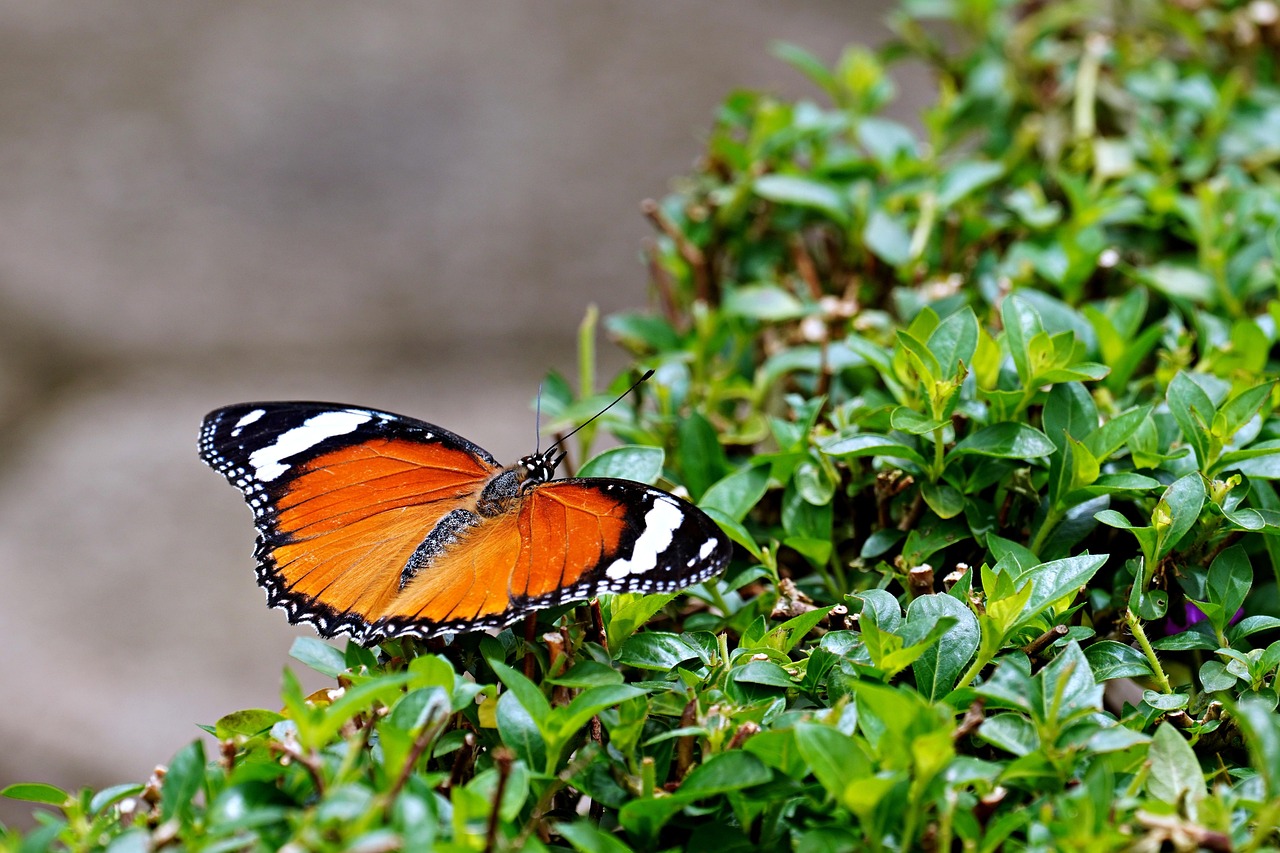 Insecto Tigre Llano Mariposa - Foto gratis en Pixabay - Pixabay