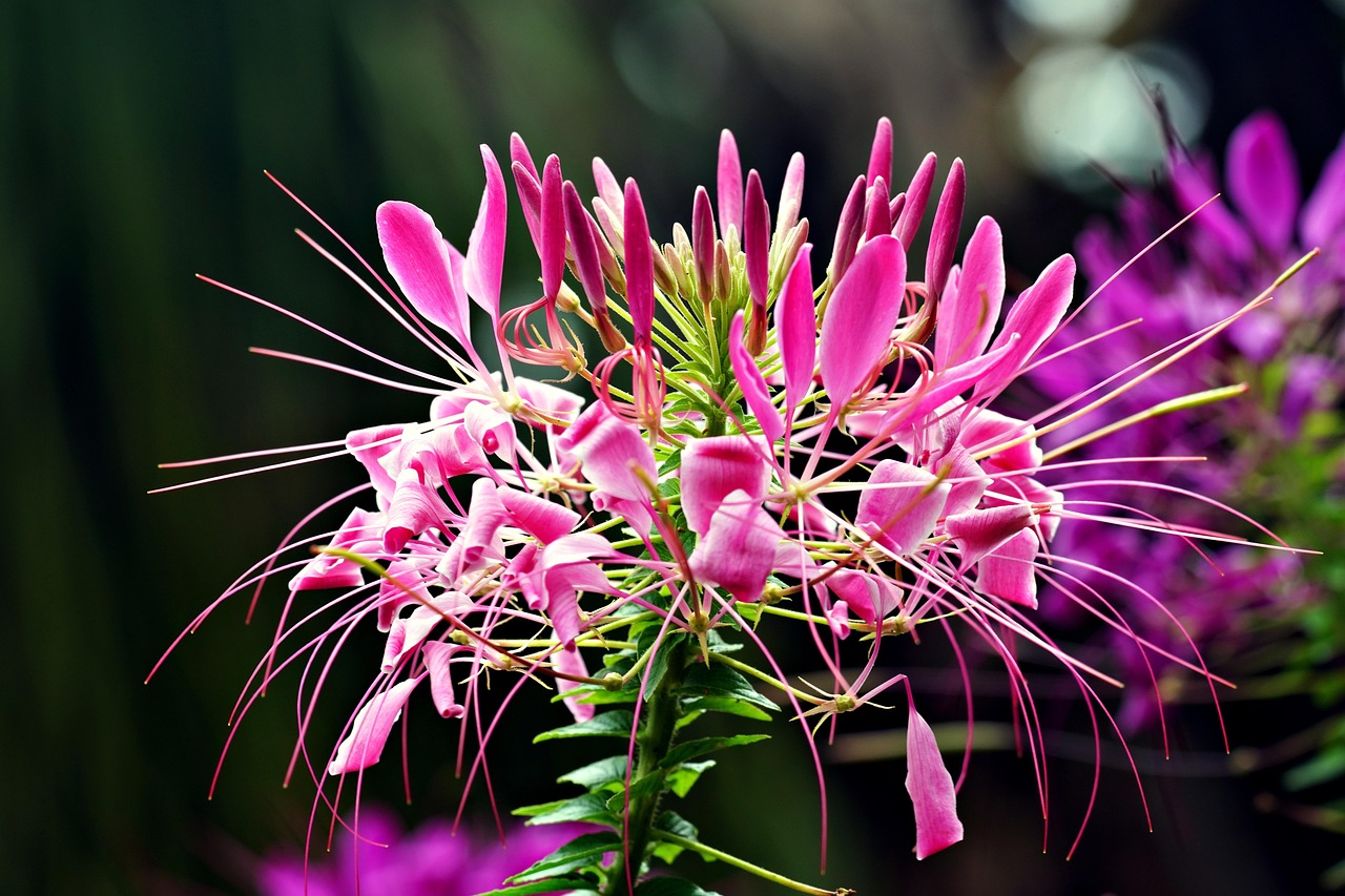 Flor De Aranha Espinhosa - Foto gratuita no Pixabay - Pixabay
