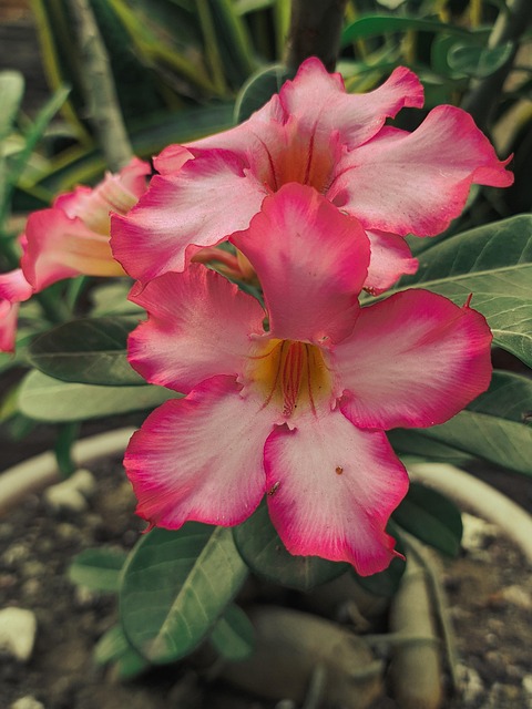 Adenium Obesum, Bloemen, Plantaardige