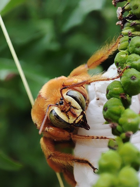 Free Bee Bumblebee photo and picture