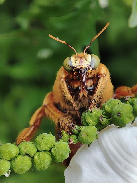 Free Bee Bumblebee photo and picture