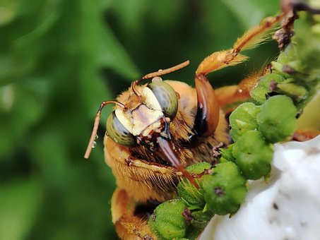 Free Bees Bee photo and picture
