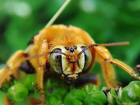 Free Bee Bumblebee photo and picture