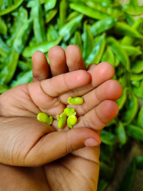 Free Beans Nature photo and picture