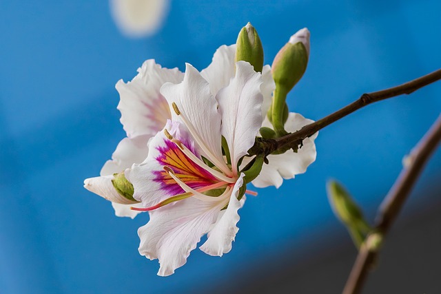 Orkidétræ, Blomst, Træ