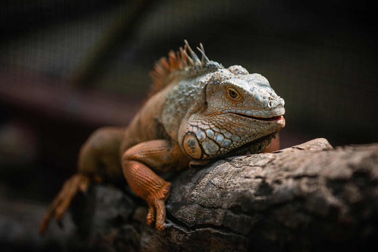 Iguana - free online jigsaw puzzle photo