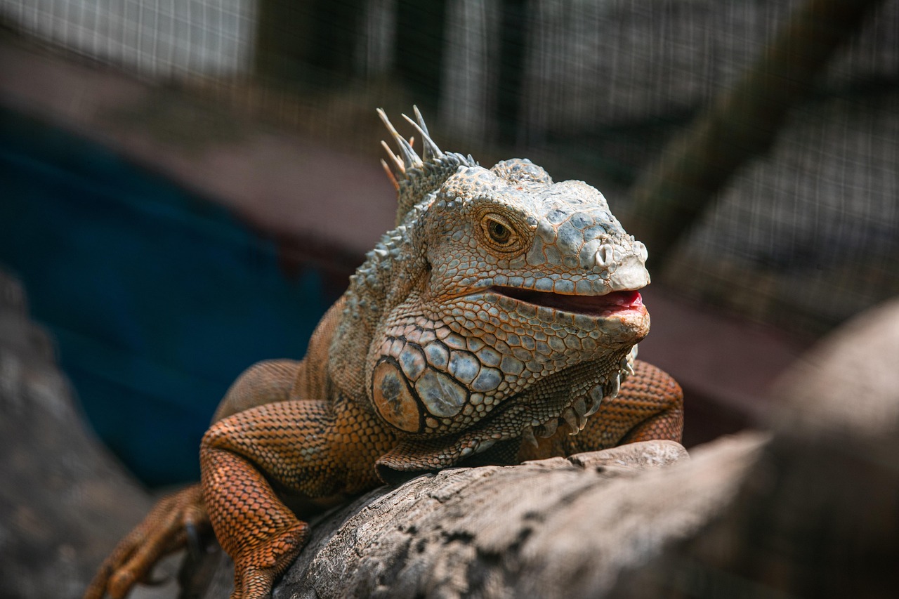 Iguana - free online jigsaw puzzle photo