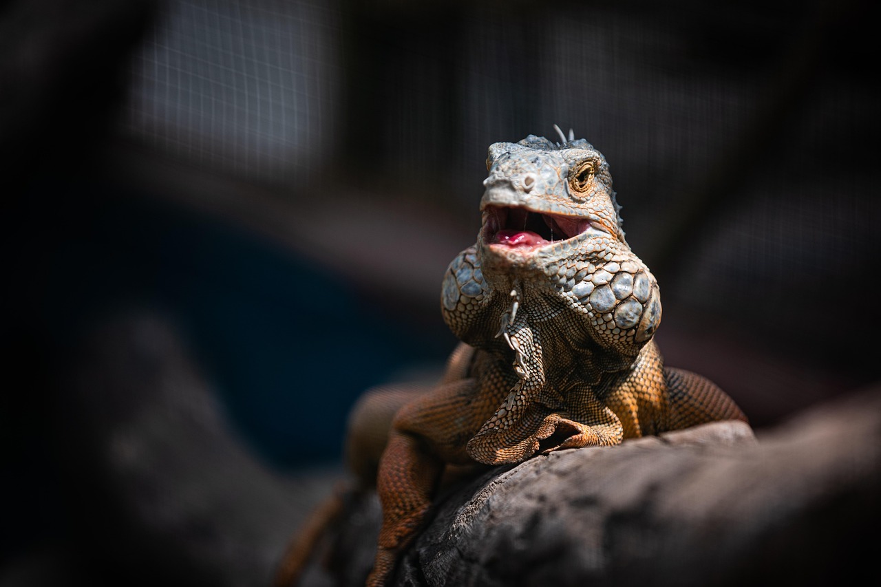Iguana - free online jigsaw puzzle photo