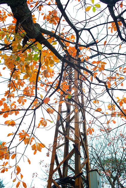 Free Locvung Leaf photo and picture