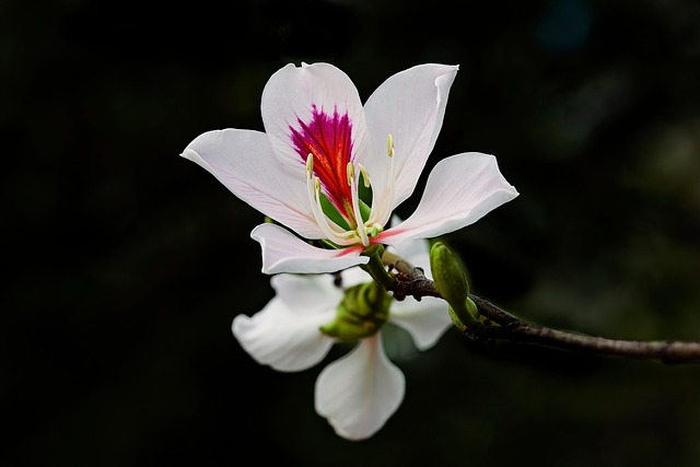 Blomst, Kronblade, Knopper, Flora